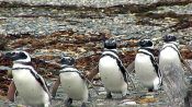 PUNTA ARENAS Y PINGUINOS, , 