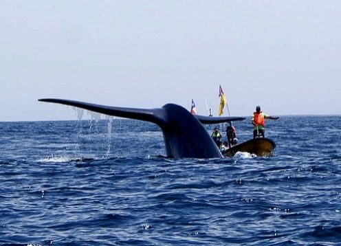 Chanaral  de Aceituno Tour - (Observação da baleia). La Serena, CHILE