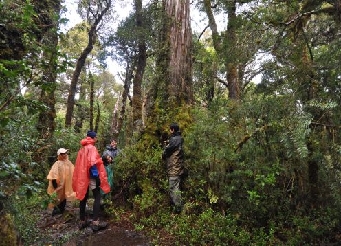 RESERVA COSTEIRA VALDIVIANA (ALERCE COASTAL). Valdivia, CHILE