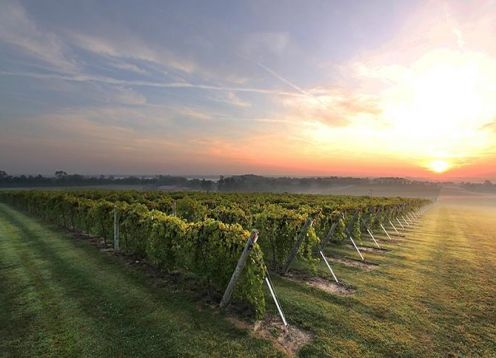 Private tour: Mendoza winery with driver and guide. Mendoza, ARGENTINA