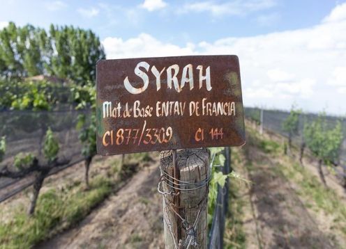 Excursão privada ao Vale do Uco saindo de Mendoza, com almoço e degustação de vinhos incluídos. Mendoza, ARGENTINA