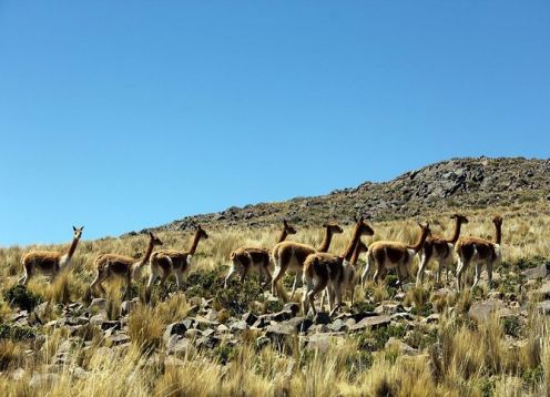 Half day excursion through the Pampa Galeras Reserve from Nazca. Nazca, PERU