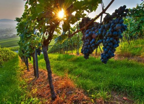 Tour privado pelo vinho: vinícolas Maipo de Mendoza. Mendoza, ARGENTINA