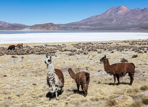 Excursão de dia inteiro à lagoa Salinas saindo de Arequipa. Arequipa, PERU