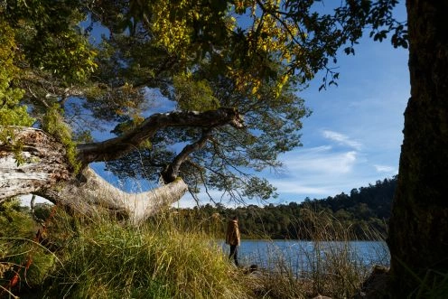 TOUR PUYEHUE PARK  AND HOT SPRING, PUERTO VARAS. Puerto Varas, CHILE