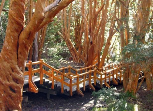 Navegación Isla Victoria y Bosque de Arrayanes. , ARGENTINA