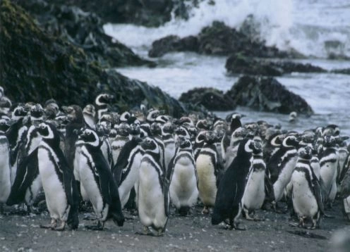 ISLA GRANDE DE CHILOE; ANCUD Y PINGUINERAS DE PUIHUIL, 