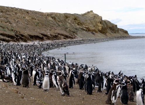 MAGDALENA ISLAND PENGUIN COLONY. Punta Arenas, CHILE