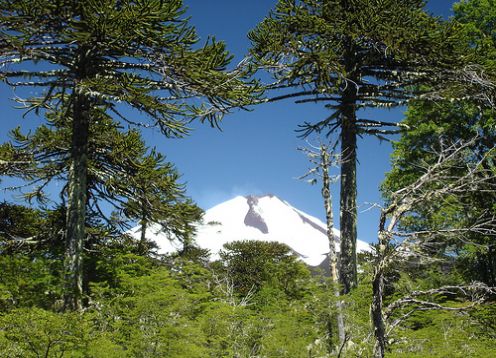 CONGUILLIO NATIONAL PARK TREKKING . Pucon, CHILE