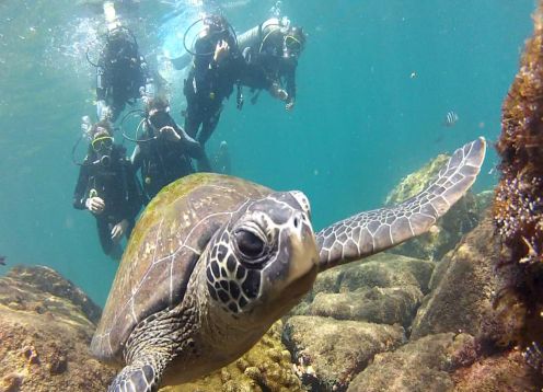 MERGULHO NA ARRAIAL DO CABO. Bzios, BRASIL