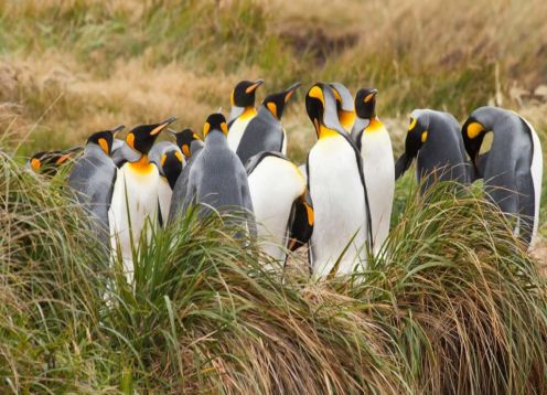 Tierra del Fuego e King Penguin Park. Punta Arenas, CHILE