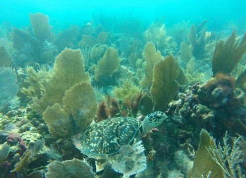 Snorkeling in San Juan de Puerto Rico. San Juan, PUERTO RICO