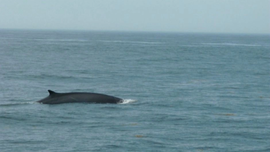 Tour Caleta Chanaral  de Aceituno - (Avistamiento de Ballenas), La Serena, CHILE