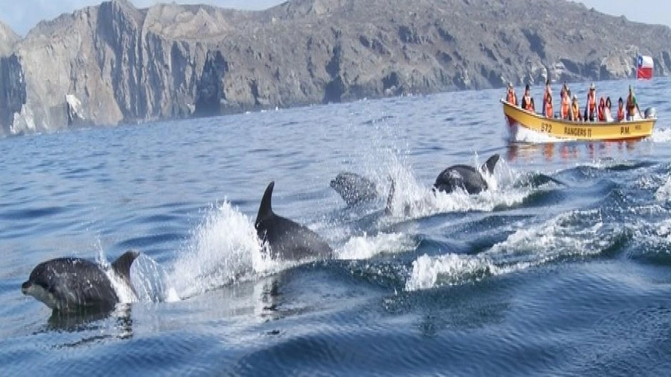 Tour Caleta Chanaral  de Aceituno - (Avistamiento de Ballenas), La Serena, CHILE