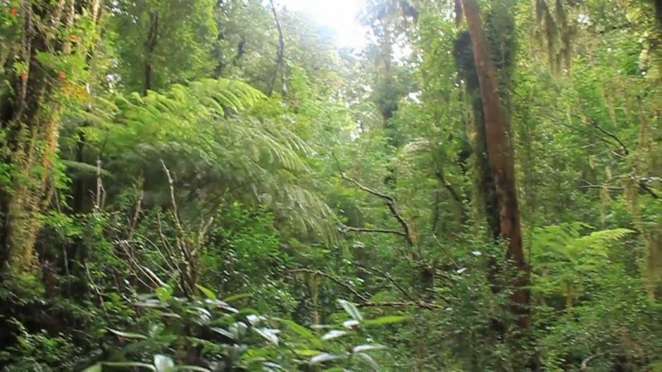 SENDEROS DEL CHUCAO - TREKKING / CANOPY, Valdivia, CHILE