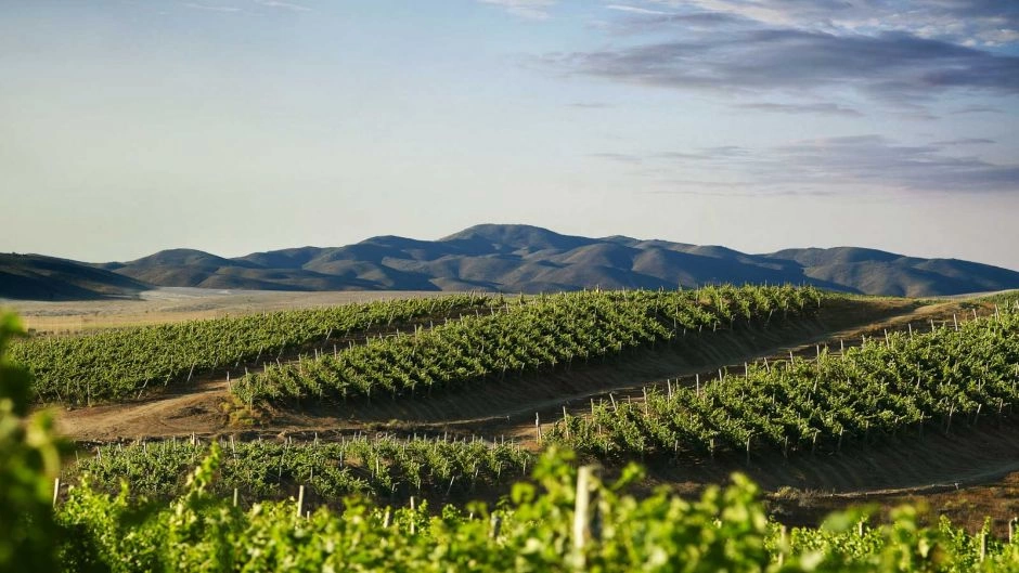 Ruta del Vino, Valle del Limari., La Serena, CHILE