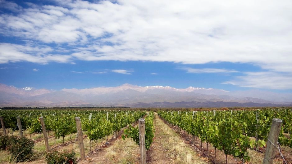 Tour del Vino Valle de Uco, Mendoza, Mendoza, ARGENTINA