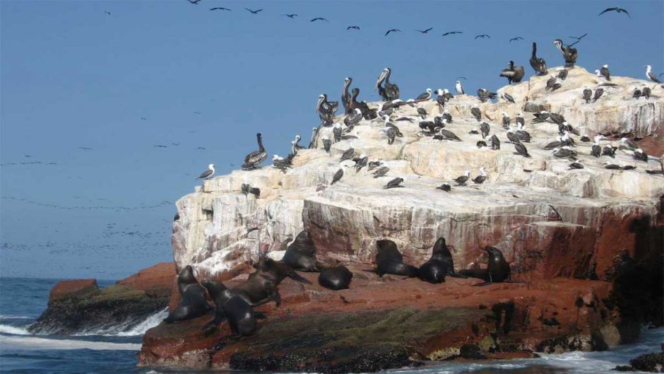 Tour a las Islas Ballestas, Paracas, PERU