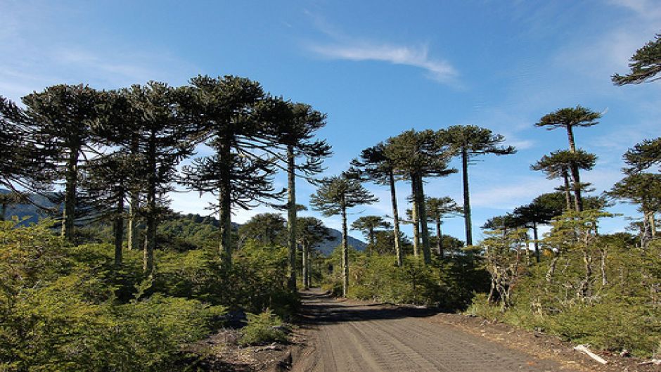 TREKKING PARQUE NACIONAL CONGUILLIO, Pucon, CHILE