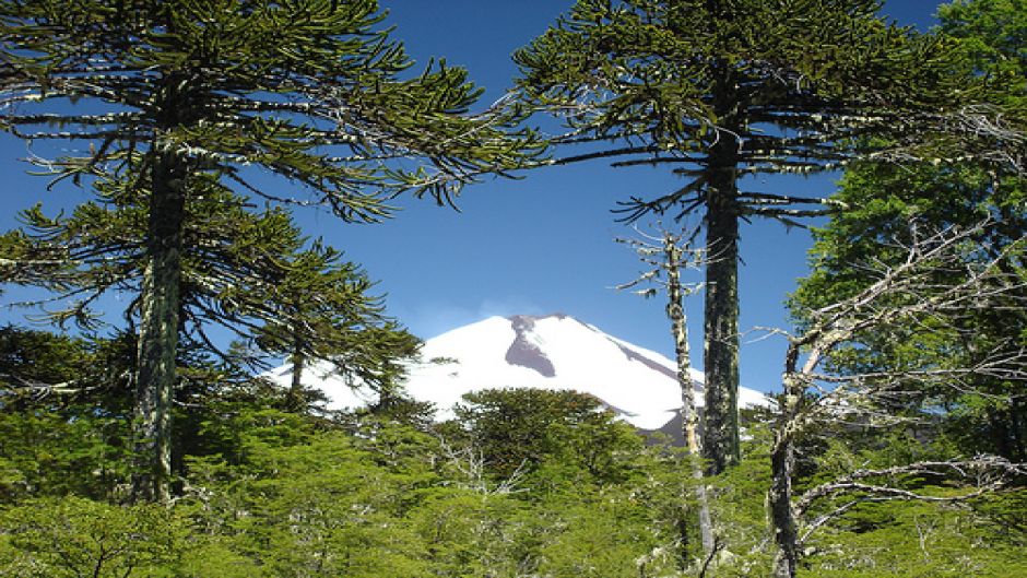 TREKKING PARQUE NACIONAL CONGUILLIO, Pucon, CHILE