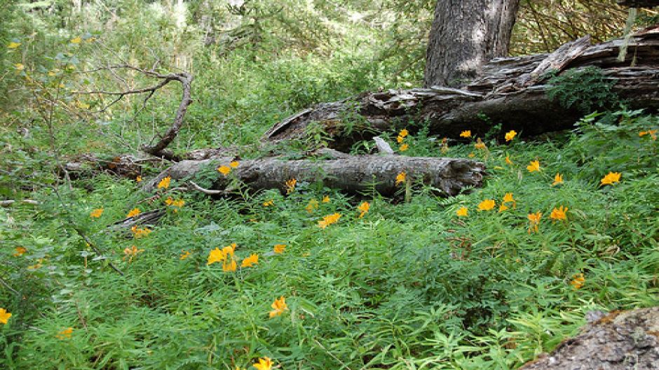 TREKKING PARQUE NACIONAL CONGUILLIO, Pucon, CHILE