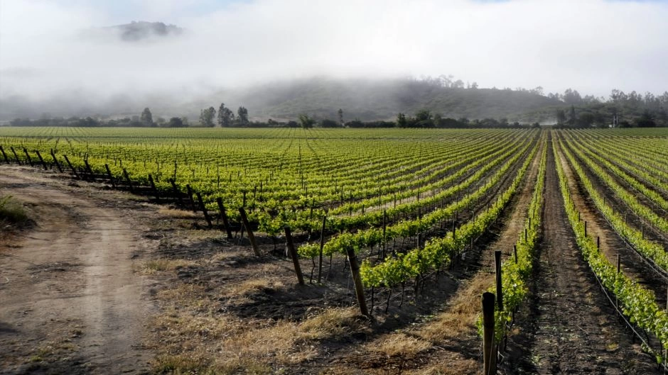 TOUR DEL VINO - VALLE DE CASABLANCA, Santiago, CHILE