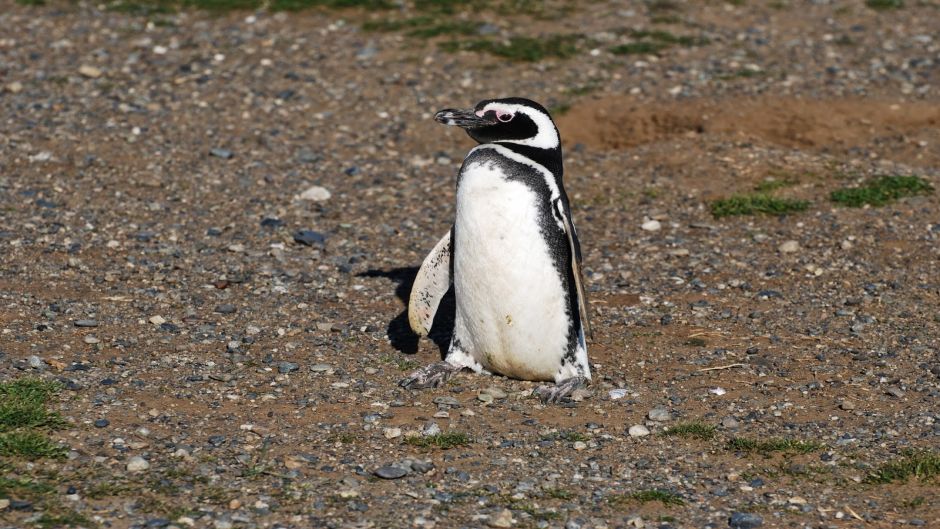 PINGUINERAS ISLA MAGDALENA, Punta Arenas, CHILE