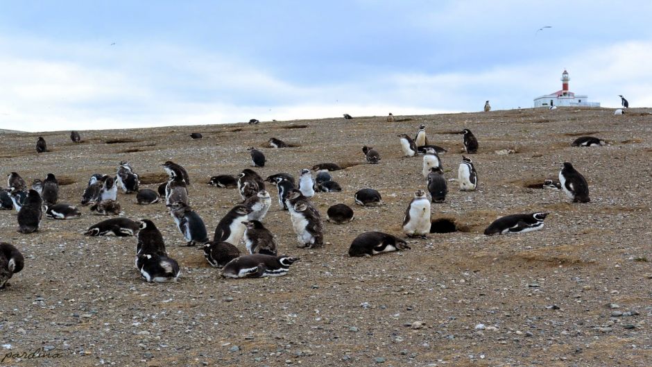 PINGUINERAS ISLA MAGDALENA, Punta Arenas, CHILE