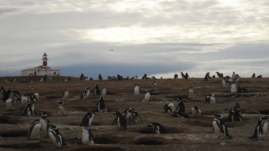 PINGUINERAS ISLA MAGDALENA, Punta Arenas, CHILE