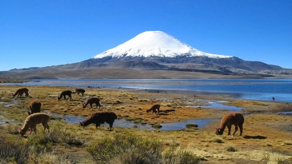 PARQUE NACIONAL LAUCA - LAGO CHUNGARA, Arica, CHILE