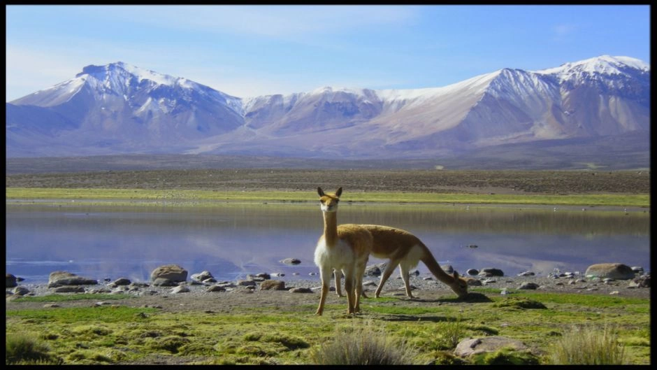 PARQUE NACIONAL LAUCA - LAGO CHUNGARA, Arica, CHILE