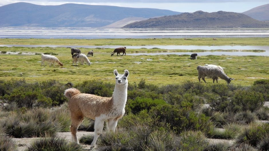 PARQUE NACIONAL LAUCA - LAGO CHUNGARA, Arica, CHILE