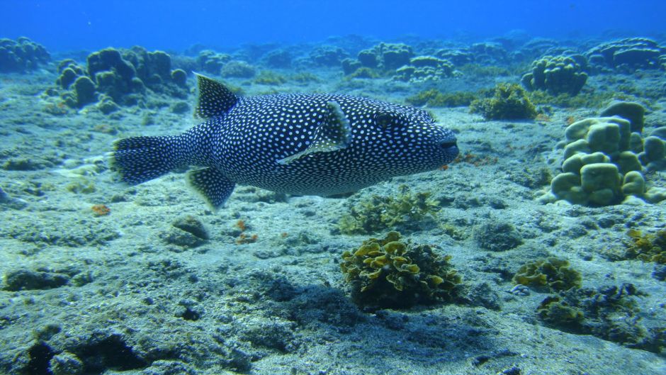 BUCEO EN ISLA DE PASCUA, Isla de Pascua, CHILE