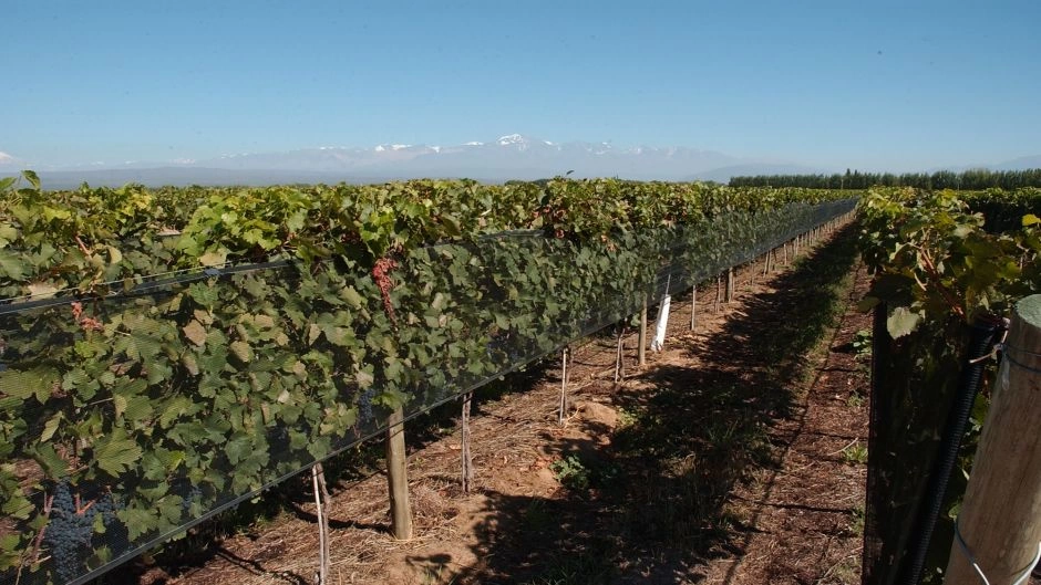 TOUR DEL VINO, 1/2 DIA EN MENDOZA, Mendoza, ARGENTINA