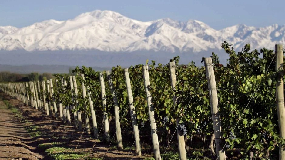 TOUR DEL VINO, 1/2 DIA EN MENDOZA, Mendoza, ARGENTINA