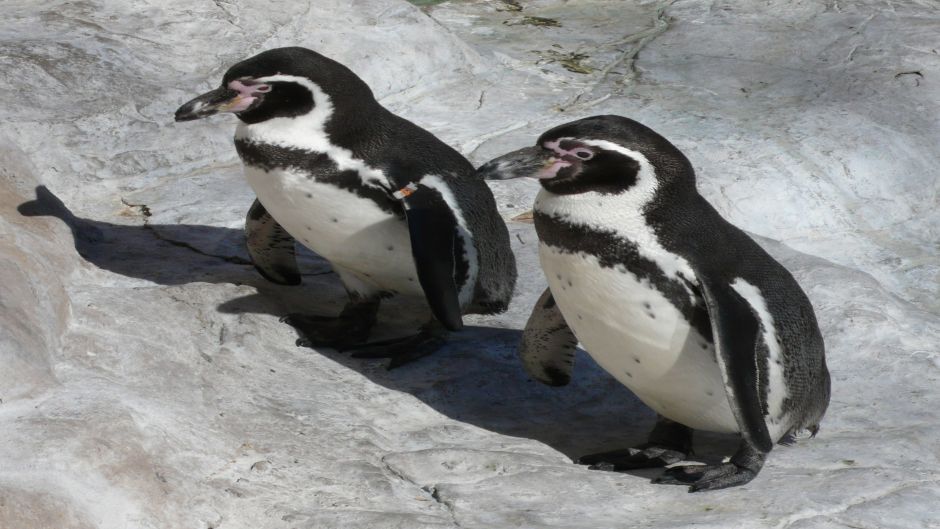 MÁS FOTOS, Visita de dia completo  Isla Damas, Reserva Nacional Pinguino de Humbolt 