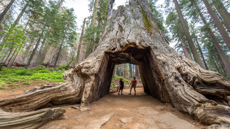 Yosemite y las Sequioias gigantes, San Francisco, CA, ESTADOS UNIDOS