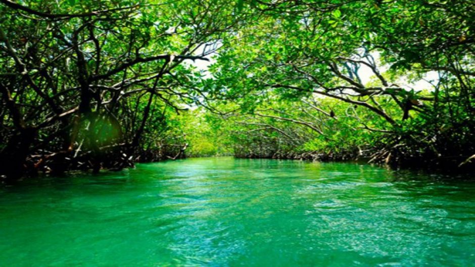Tour por los manglares de Boquilla, Cartagena de Indias, COLOMBIA