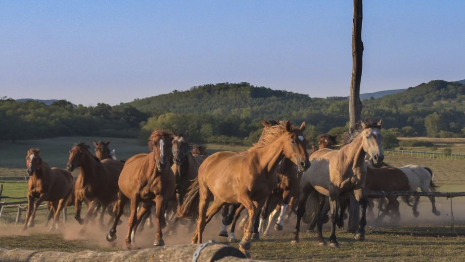 Dia de campo, como un Gaucho.  Campo Argentino, Buenos Aires, ARGENTINA