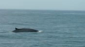 Tour Caleta Chanaral  de Aceituno - (Avistamiento de Ballenas), La Serena, CHILE