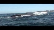 Tour Caleta Chanaral  de Aceituno - (Avistamiento de Ballenas), La Serena, CHILE