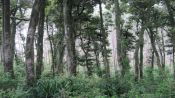 RESERVA COSTERA VALDIVIANA (ALERCE COSTERO), Valdivia, CHILE