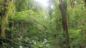 SENDEROS DEL CHUCAO - TREKKING / CANOPY, Valdivia, CHILE