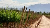 Tour del Vino Valle de Uco, Mendoza, Mendoza, ARGENTINA