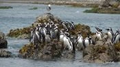 ISLA GRANDE DE CHILOE; ANCUD Y PINGUINERAS DE PUÃIHUIL, Puerto Varas, CHILE