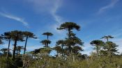 TREKKING PARQUE NACIONAL CONGUILLIO, Pucon, CHILE