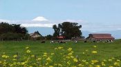 EXCURSION FRUTILLAR - LLANQUIHUE, Puerto Montt, CHILE