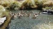 TERMAS DE PURITAMA, San Pedro de Atacama, CHILE