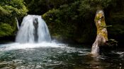 EXCURSION AL PARQUE PUYEHUE Y TERMAS DE AGUA CALIENTE, Puerto Montt, CHILE