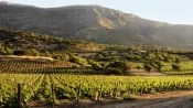 TOUR DEL VINO - VALLE DE COLCHAGUA, Santiago, CHILE